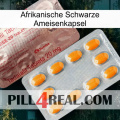 Africa Black Ant Capsule new13
